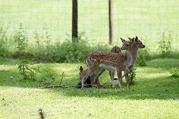 IMG 25264