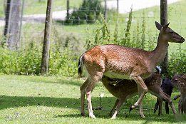 IMG 25266