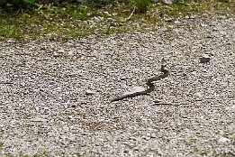 IMG 25271