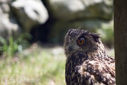 IMG 25296