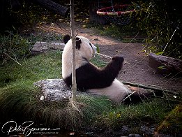 Tierpark Schönbrunn, Wien