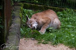 Luchs