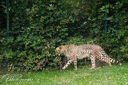 Gepard