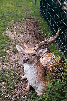 Mesopotamischer Damhirsch