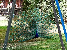 Pfau