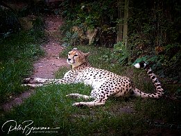 Sudan-Gepard
