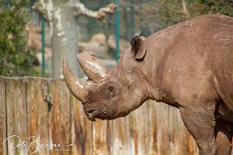 IMG_39833 Nashorn