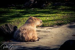 IMG 43056  Capybara