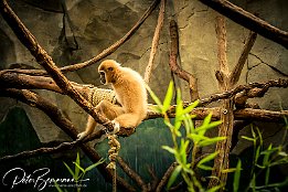 IMG_43090 Weisshandgibbon