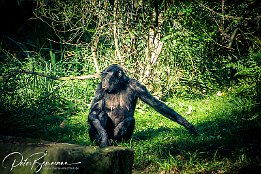 IMG 43111  Bonobo