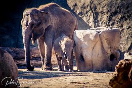 IMG 43116  Asiatischer Elefant