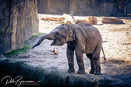 IMG 43134  Asiatischer Elefant