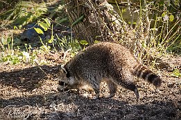 IR6_18260 Tiererlebnispark