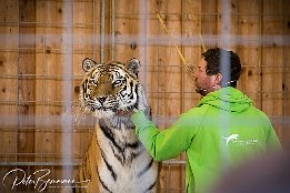 IR6 18281  Tiger im Tiererlebnispark Bell