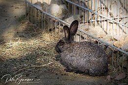 IR6_18298 Tiererlebnispark