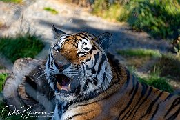 IR6 18305  Tiger im Tiererlebnispark Bell