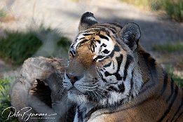 IR6 18312  Tiger im Tiererlebnispark Bell