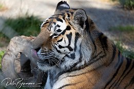 IR6 18313  Tiger im Tiererlebnispark Bell