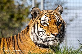 IR6 18321-2  Tiger im Tiererlebnispark Bell
