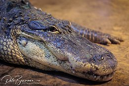 IR6 11074  Missisippi-Alligator