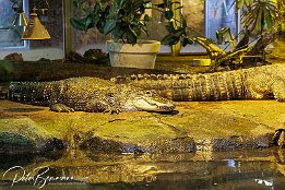 IR6 11245  Missisippi-Alligator