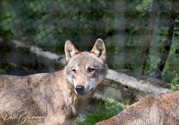 Wildtierpark Cumberland Wildtierpark Cumberland im Almtal