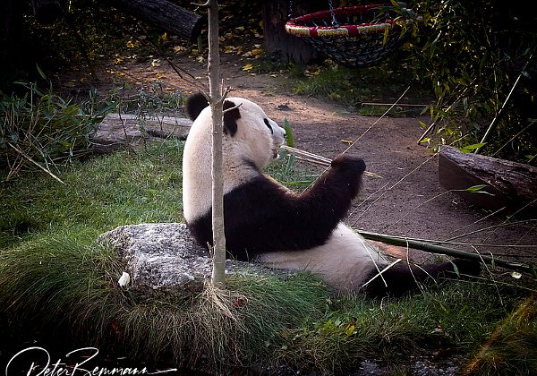 Tierpark Schnbrunn, Wien