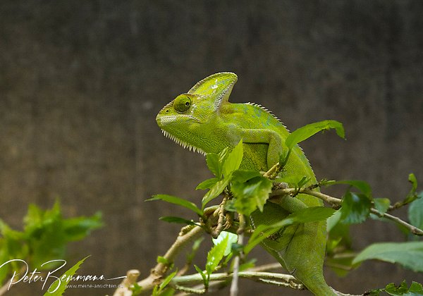 Wilhelma - Stuttgart Ein schner Park und Zoo