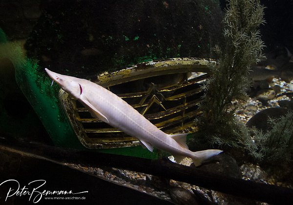 Sealife Speyer Schne Unterwasserwelt