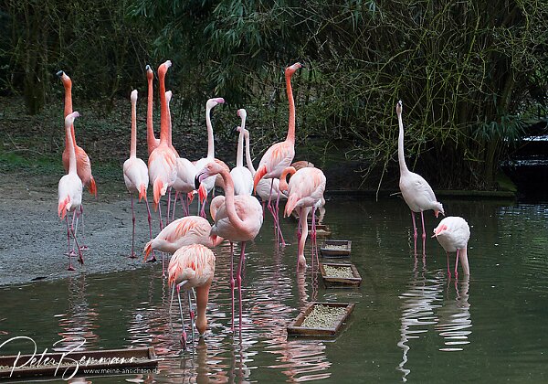 Grner Zoo Wuppertal Einer der ltesten und landschaftlich schnsten Zoos in Deutschland.