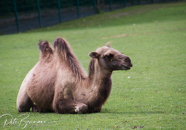 Opel Zoo Kronberg/Taunus Ein sehr schner Zoo und absolut empfehlenswert