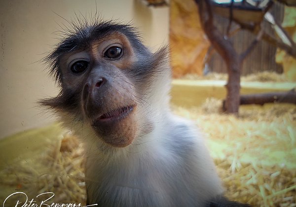 Zoo Landau 2017