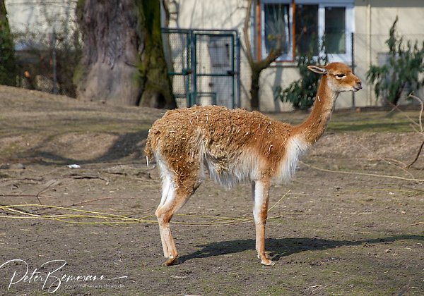 Zoo Frankfurt 2018