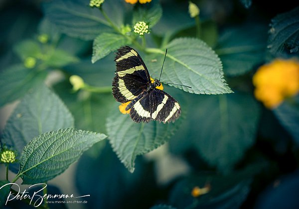 Schmetterlinge Palmengarten Frankfurt