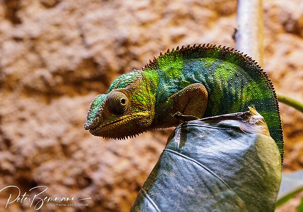 Reptilium Landau Terrarien und Wstenzoo - Reptilium Landau