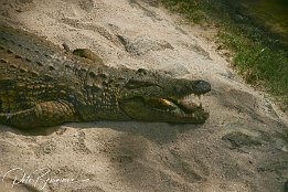 125 2596  Nächster Stop - Crocodile Farm : Mauritius