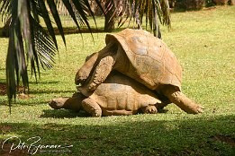 125 2599  und riesige Schildkröten : Mauritius