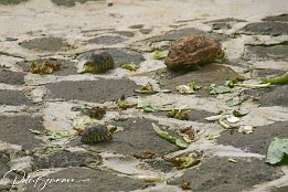 126 2603  Nachwuchs bei den Riesenschildkröten : Mauritius
