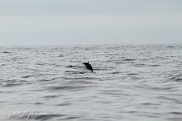 IMG_06026 Common Dolphins