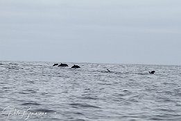 IMG_05991 null