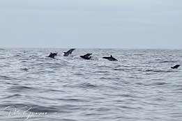 IMG_06005 null