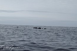 IMG_06020 null