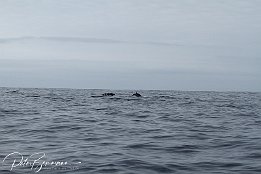 IMG_06022 null