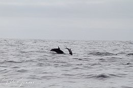 IMG_06025 null