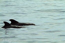 IMG_06062 null