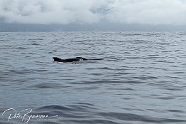 IMG_06070 null