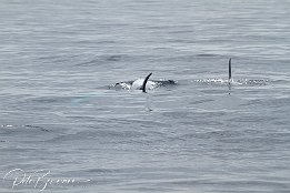 IMG_06153 null