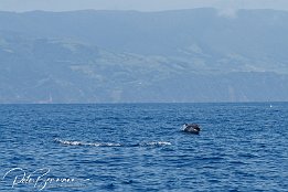 IMG_06462 null