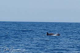 IMG_06476 null