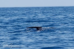 IMG_06521 null